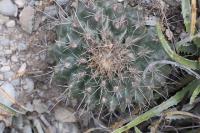 pa_809_thelocactus_bueckii.jpg